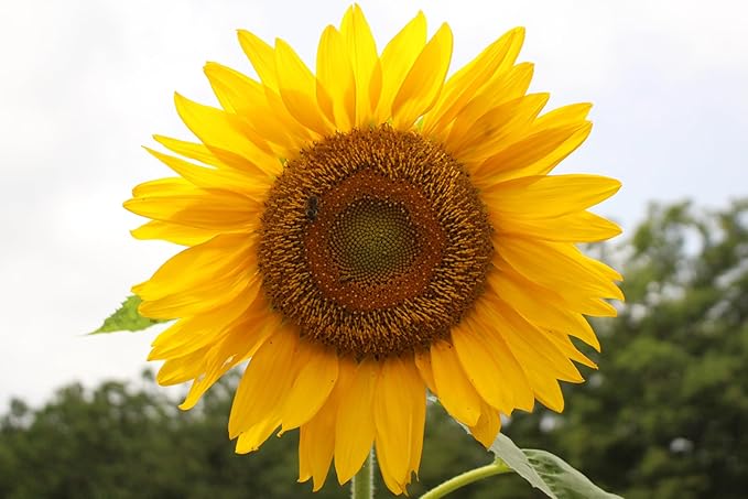 Mammoth Sunflower Seeds for Planting - Grow Giant Sun Flowers in Your Garden - 50 Non GMO Heirloom Seeds - Full Planting Instructions for Easy Grow - Great Gardening Gifts (3 Packets)