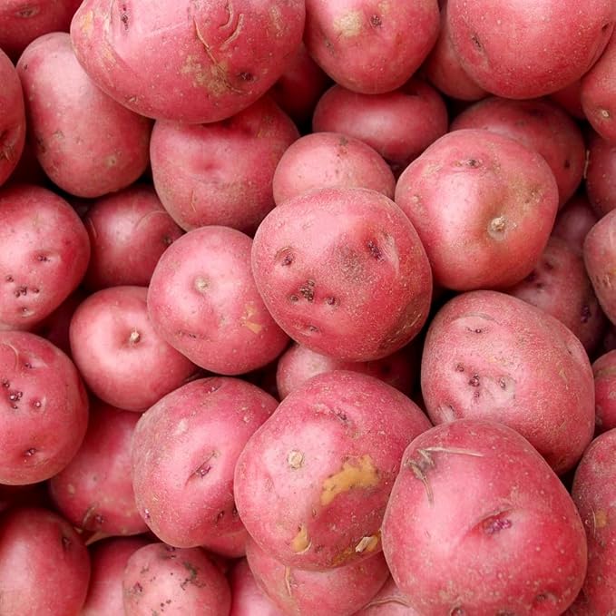2 Lbs Red Potato Tubers High Yielding for Outdoor Planting,Vegetables Potatoes Plants Bulbs Seeds, Heirloom Seed Potato Live Tuber