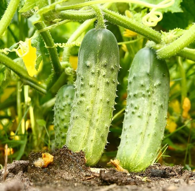 CEMEHA SEEDS - Seeds Cucumber Source F1 Rodnichok Open-Pollinated Pickling Non GMO Vegetable for Planting