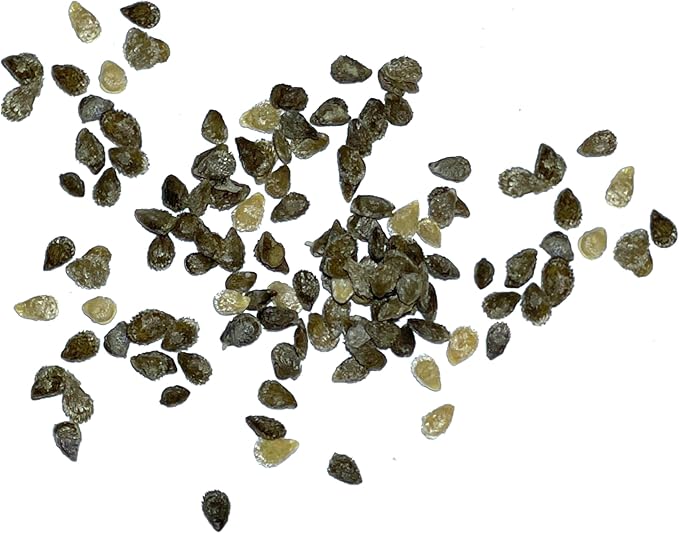 Seed Needs Tiny Tim Tomato Seeds for Planting Dwarf Cherry Tomatoes - Non-GMO Heirloom & Untreated Veggie Seed to Plant a Home Grown Outdoor Vegetable Garden (2 Packs)