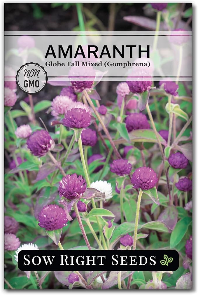 Sow Right Seeds - Tall Mixed Globe Amaranth Seeds for Planting - Non-GMO Heirloom Packet with Instructions to Grow an Outdoor Home Flower Garden - Gomphrena Pompom Flowers in Red, Pink, White (1)