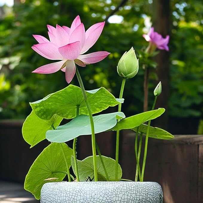 20pcs Germinated Lotus Seeds, Ready to Plant Mixed Color Bonsai Bowl Lotus for Indoor & Outdoor Aquatic Gardens, Includes Planting Guide, Easy Growth (Germinated Lotus Seeds (Ready to Plant))