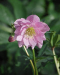 Perennial Farm Marketplace Helleborus x W.J. 'Cotton Candy' (Lenten Rose) Perennial, 1 Quart, Pink Flowers