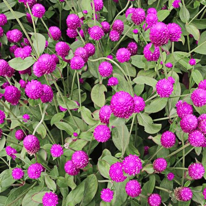 50Pcs Globe Amaranth Mix Gomphrena Flowers Seeds for Planting-Non-GMO Heirloom Plant Seeds Garden Outdoor