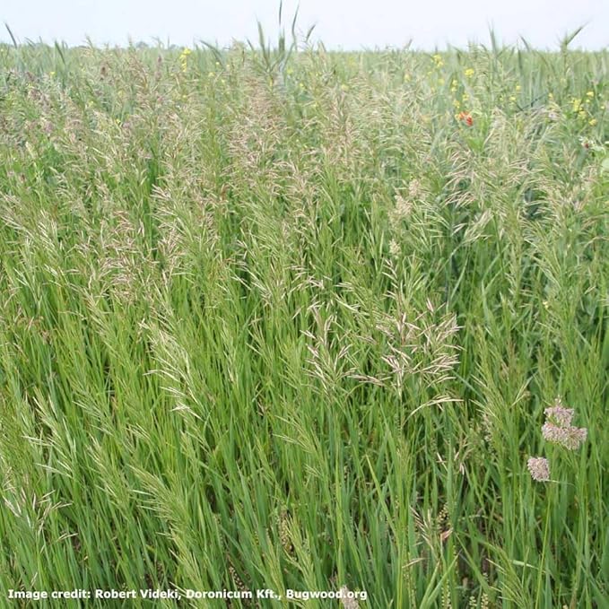 Outsidepride 5 lb Smooth Brome Pasture Seed for Planting