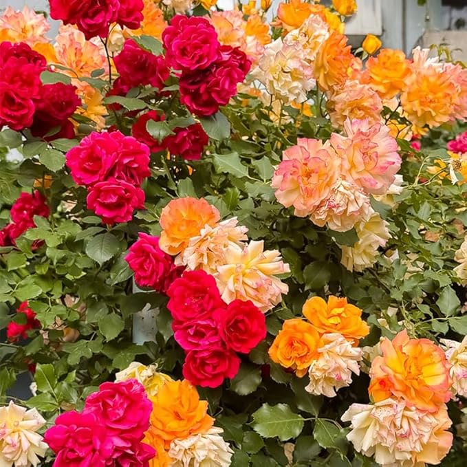 400+ Perennial Climbing Rose Seeds for Planting in Your Home Garden-Non-GMO Heirloom Plant Seeds Garden Outdoor