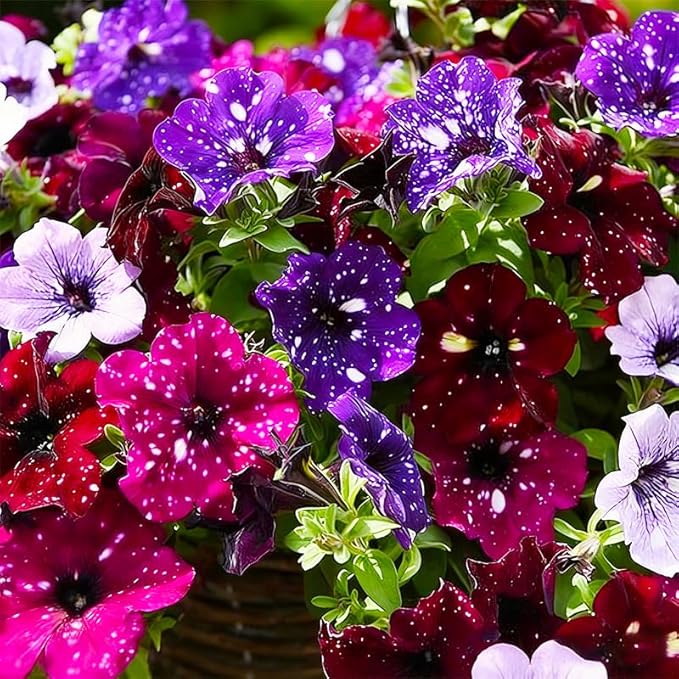 280+ Night Sky Petunia Seeds forFlower Beds and Container Gardening-Non-GMO Heirloom Plant Seeds Garden Outdoor