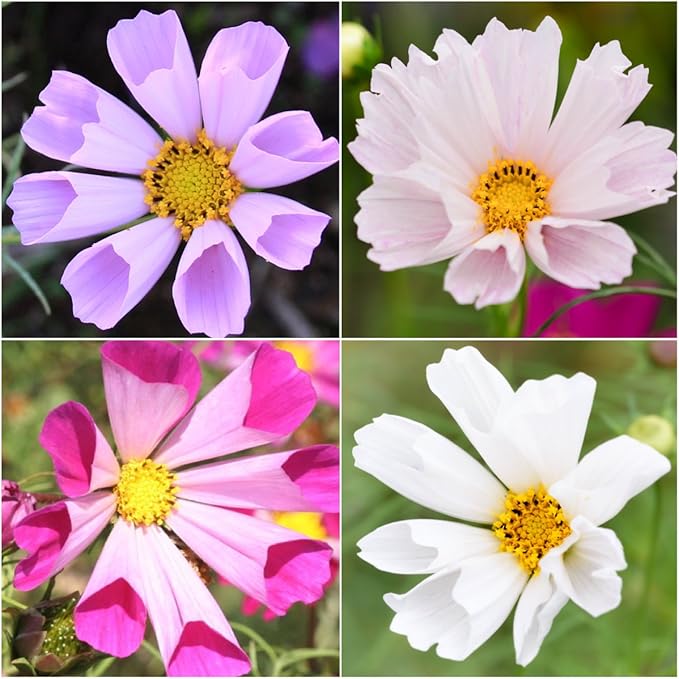 Seed Needs Seashells Cosmos Seeds for Planting - Heirloom & Open Pollinated Annual Wildflowers - Tubular Petals in Mixed Colors Perfect for a Butterfly Garden (5 Packs)
