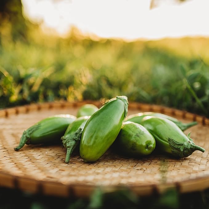 Jilo Comprido Verde Claro Eggplant - 25 Seeds - Brazilian Heirloom Green Eggplant, Non-GMO Heirloom Eggplant Seeds for Planting in The Home Garden, Thresh Seed Company