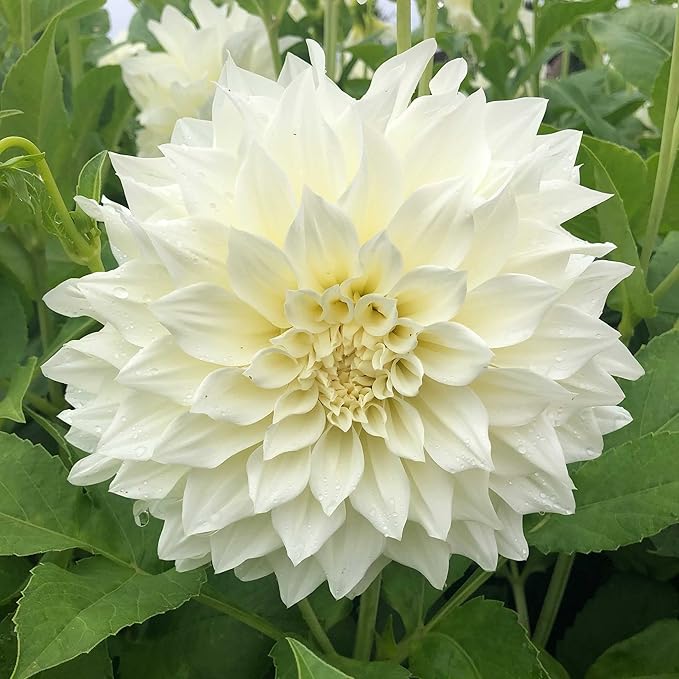 Eden Brothers Dahlia Bulbs - Cafe Au Lait Supreme, Non-GMO Bulbs for Planting, 2 Bulbs | Low-Maintenance Flower Bulbs, Plant During Spring, Zones 8, 9, 10, 11
