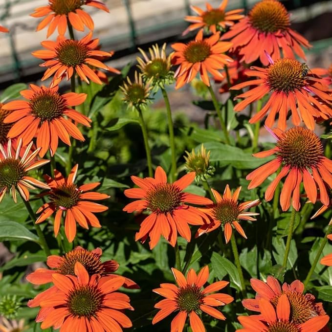 300+ Double Echinacea Seeds, Heirloom Coneflower Seeds, Non-GMO Perennial Flowers, Butterfly Garden Plants