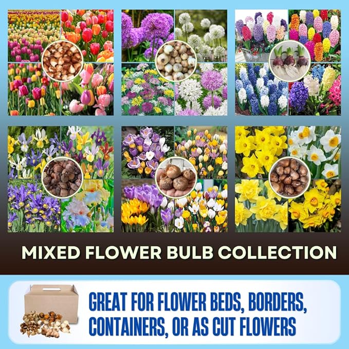 30 Mix Flower Bulbs, Assorted Bulbs for Planting, Mixed Daffodils, Hyacinths, Allium, Iris and More - Colorful Hardy Perennial Flower Bulb Bulk for Spring Blooms, Fall Planting in Gardens, Borders