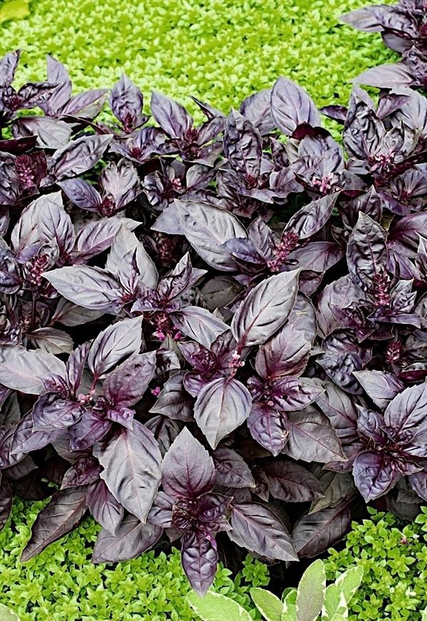 KIRA SEEDS - Seeds Opal Purple Basil - Heirloom Herbs - GMO Free