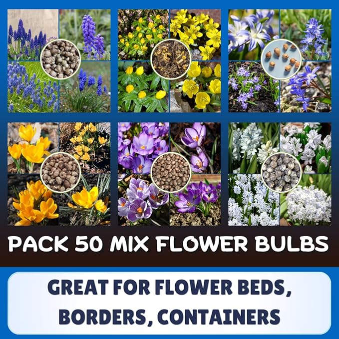 50 Mixed Flower Bulbs, 5 Varieties Assorted Top-Size Bulbs for Fall Planting, Vibrant Spring Bloom, Hardy Perennial Flower Bulb for Flowers Bed, Containers, Gardens