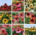 100PCS Mixed Coneflower Seeds Echinacea Perennial Wildflower Bloom Flower Seeds