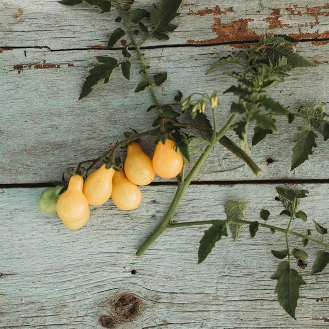 Beam's Yellow Pear Tomato - 50 Seeds - Unique Yellow Cherry Tomato Variety, Non-GMO Heirloom Cherry Tomato Seeds for Planting in The Home Garden, Thresh Seed Company