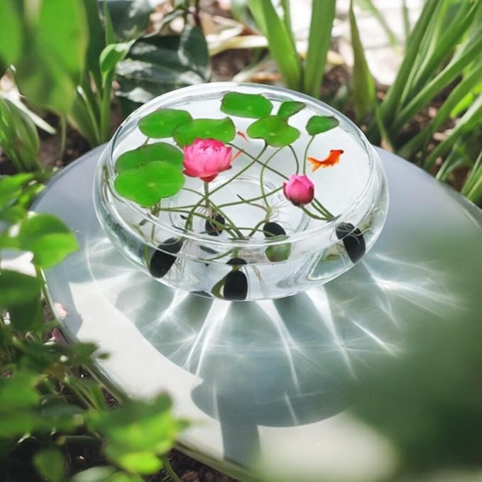 20pcs Germinated Lotus Seeds, Ready to Plant Mixed Color Bonsai Bowl Lotus for Indoor & Outdoor Aquatic Gardens, Includes Planting Guide, Easy Growth (Germinated Lotus Seeds (Ready to Plant))
