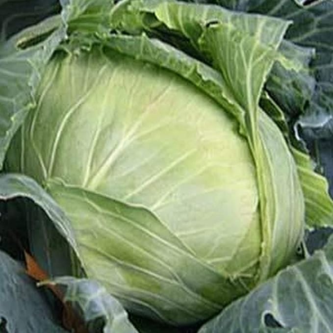 Brunswick Cabbage Seeds - 1 OZ ~6,500 Seeds - Non-GMO, Heirloom, Open Pollinated - Vegetable Garden & Micro Greens Seed - Brassica oleracea