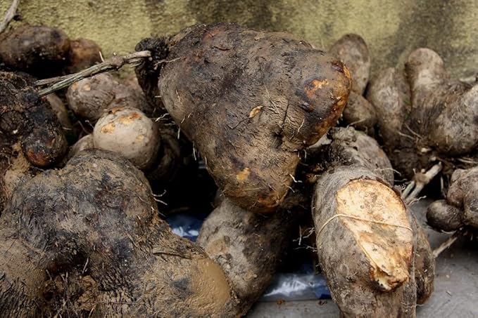 100 Pcs Dioscorea Alata Seeds, Heirloom Purple Yam Vegetable Seeds for Planting, High-Yield Tuber for Home Gardens, Farms, Backyard Growing & Sustainable Food Gardening