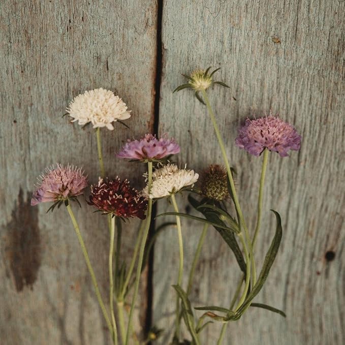Pincushion Flower Imperial Mix - 250 Seeds - Scabiosa Flowers, Great for Cutting Gardens and Arrangements, Non-GMO Pincushion Flower Seeds for Planting in The Home Garden, Thresh Seed Company