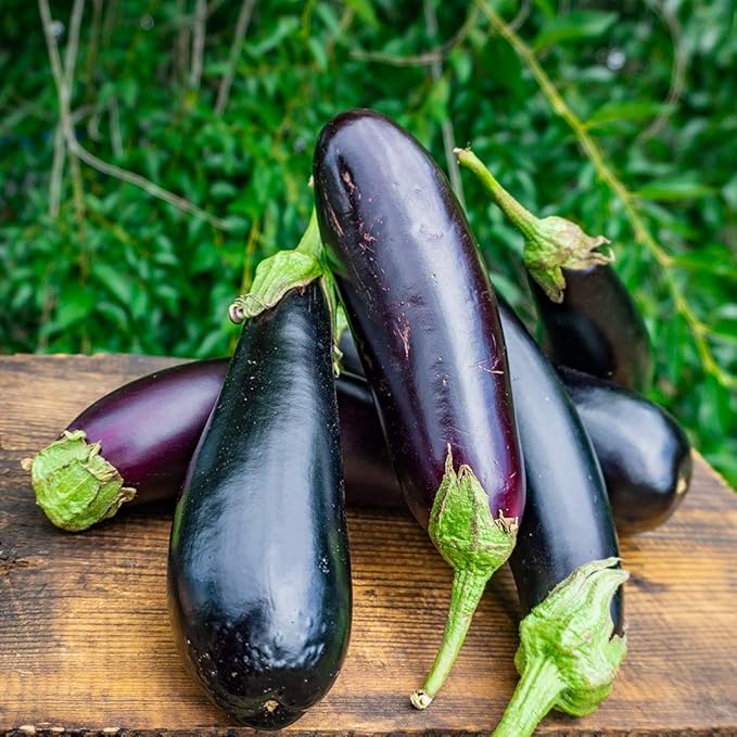 Eggplant Long Pop Seeds – Solanum Melongena | High-Yield Asian Eggplant Variety | Tender & Flavorful