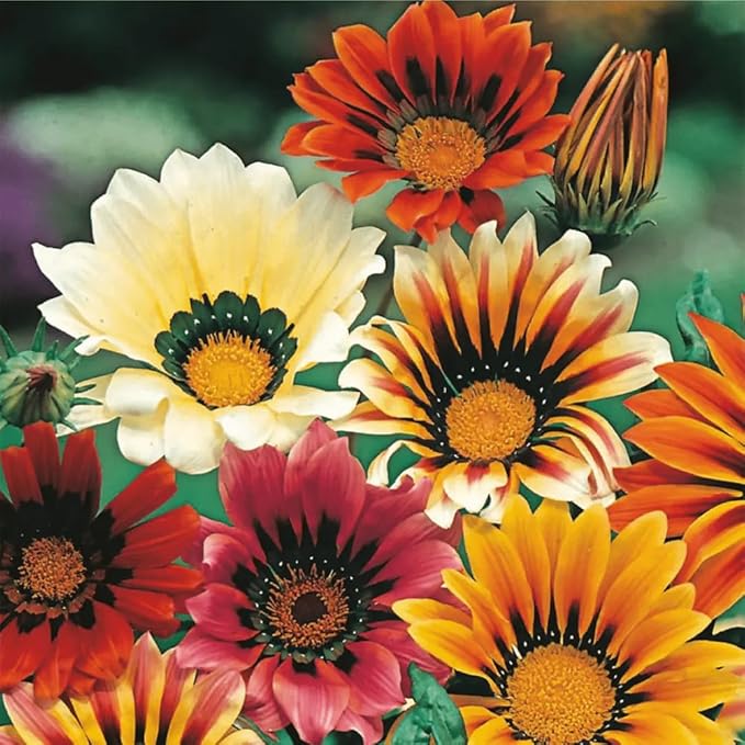 300 Perennial Mix Gazania Seeds Heat-Perennial Ground Cover Seeds-Drought Tolerant Garden Wild Flowers Seed for Gardens Outdoor