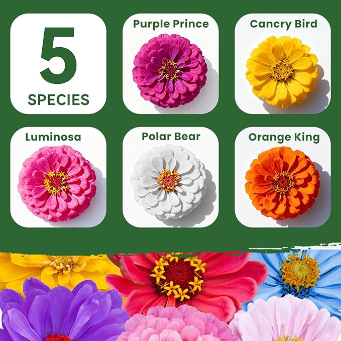 PLANTMEW 1000+ Zinnia Seeds Flower Seeds for 2026 Planting, 0.35 Oz, 5 Varieties (Pink, Yellow, Orange, White, Purple), 10G Mixed Colors and Large Blooms, Open Pollinated - Bulk (0.35 Ounce Pouch)