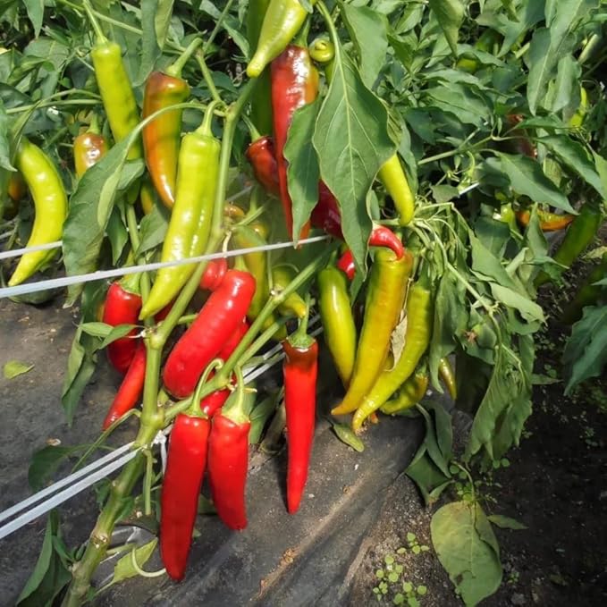 40+ Seeds Hot Chili Pepper Fire - Vegetable Red