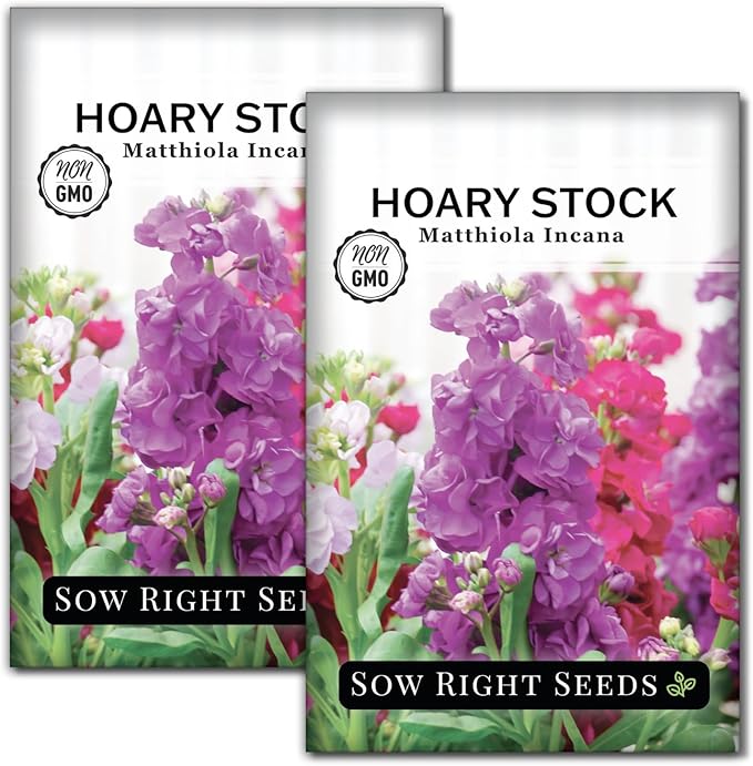 Sow Right Seeds - Hoary Dwarf Mix Stock Seeds for Planting - Non-GMO Heirloom Packet with Instructions to Plant an Outdoor Cottage Garden - Sweet Scented Double Flowers for Patios & Containers (2)