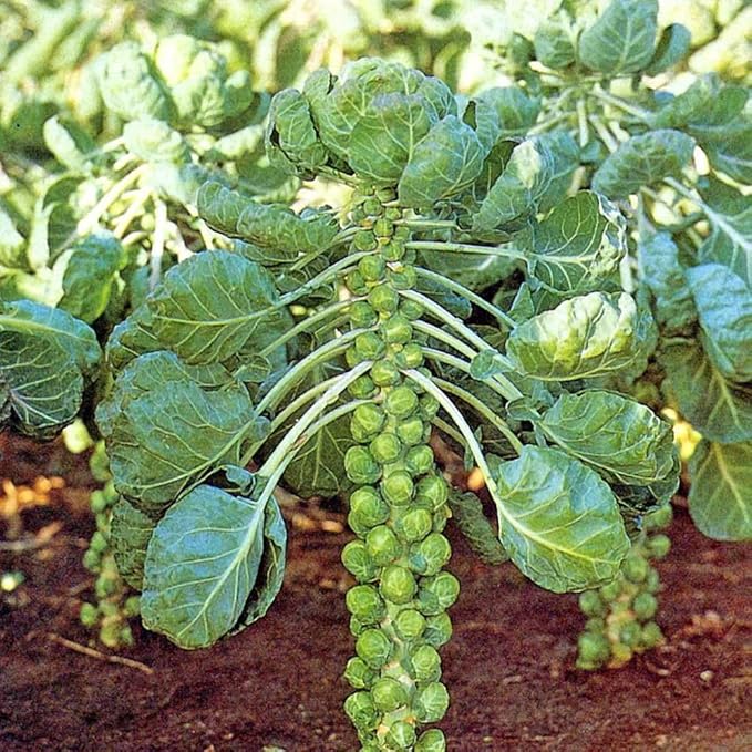 Seeds Brussels Sprouts Cabbage Long Green Vegetable for Planting Heirloom Non GMO