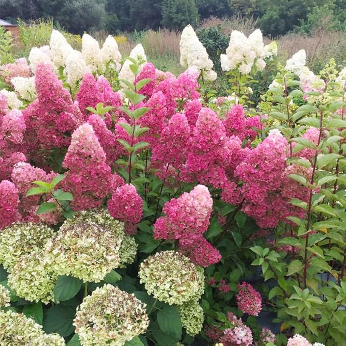 50+ Mix Perennial Vanilla Strawberry Hydrangea Flower Seeds for Planting in Home Garden - Fragrant, Attracts Bees and Butterflies