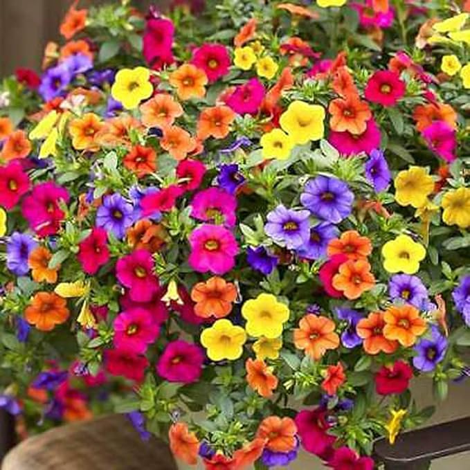 MOCCUROD Hanging Petunia Seeds Mixed Color Bright Flowers Perennial 300 Seeds