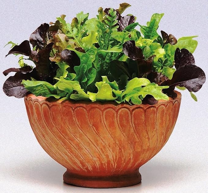 Seeds Lettuce Indoor Mix - 20 Days for Salad - Heirloom Vegetable - GMO Free