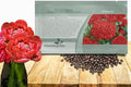 Outsidepride Peony Poppy Seeds for Planting - 10,000 Pcs Annual, Drought-Tolerant & Easy to Grow Wildflower Seeds with Vibrant Red Blooms for Landscaping, & Pollinator Garden