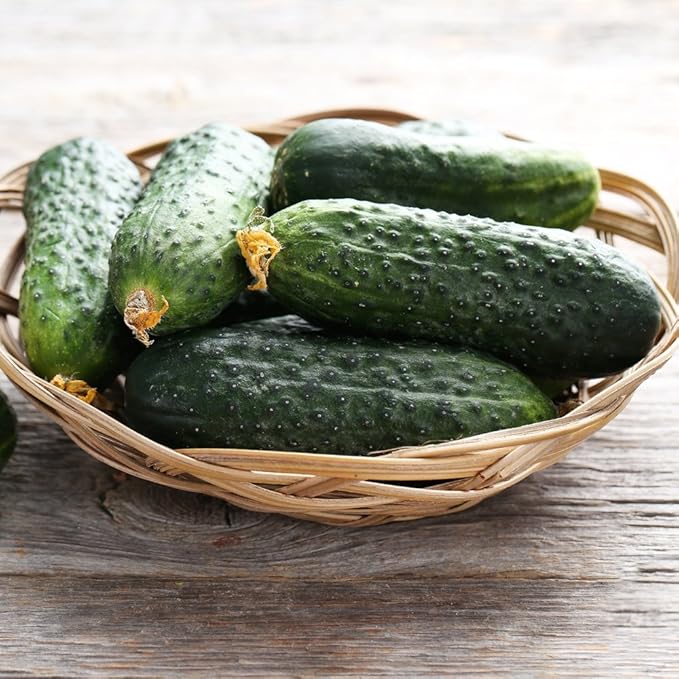 Cucumber Bush Seeds – Open-Pollinated | 40-45 Days to Harvest | Compact, High-Yielding Variety for Small Spaces & Containers