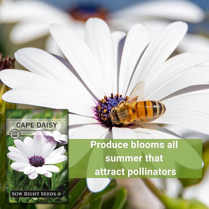 Sow Right Seeds - Cape Daisy Flower Seeds for Planting - Non-GMO Heirloom Packet with Instructions to Grow - White with Glowy Purple Centers - Lovely Daisies for Your Garden - Classic Annual (4)