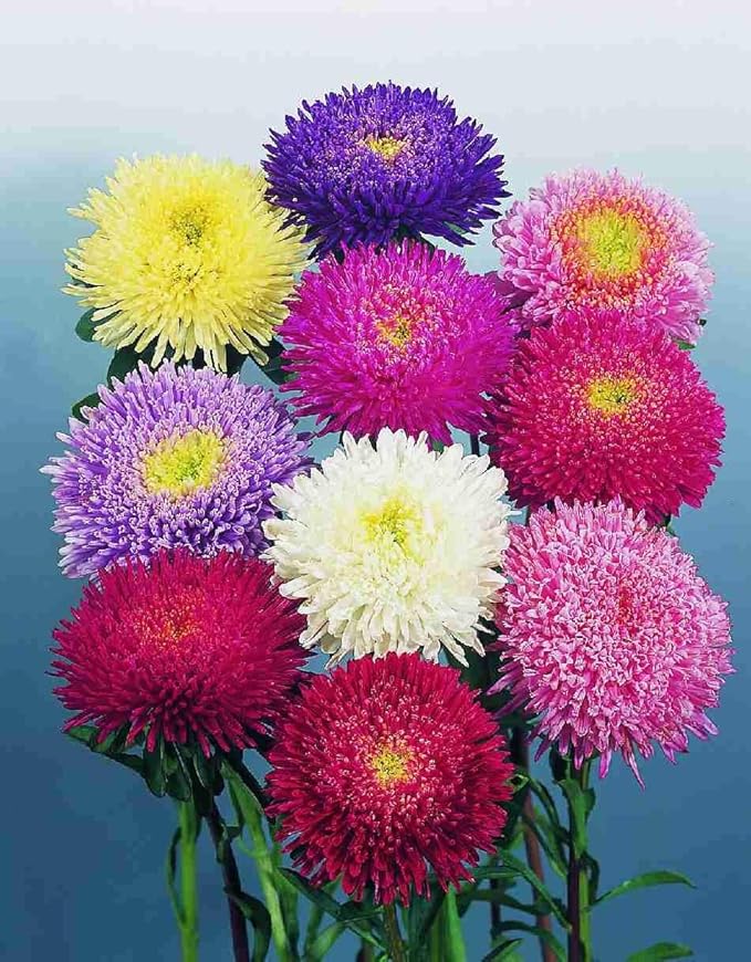 NIKA SEEDS - Seeds Flowers Aster Princess Mix Annual - 100 Seeds