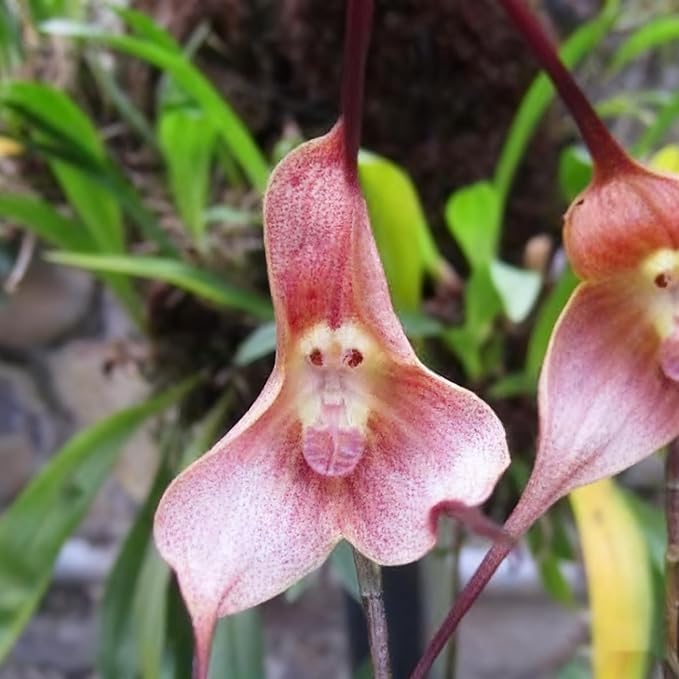 200+ Monkey Orchid Seeds for Planting, Perennial Rare Monkey Orchid Seed, Non-GMO Dracula Flowers Seeds for Bonsai Decoration, Home Garden