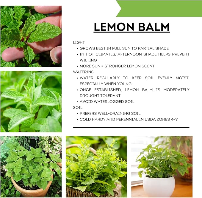 Set 2 Lemon Balm Plants Live for Planting, 4-7" Tall, Lemon Balm Mint Herb Seedling, Well Rooted Starter Plants