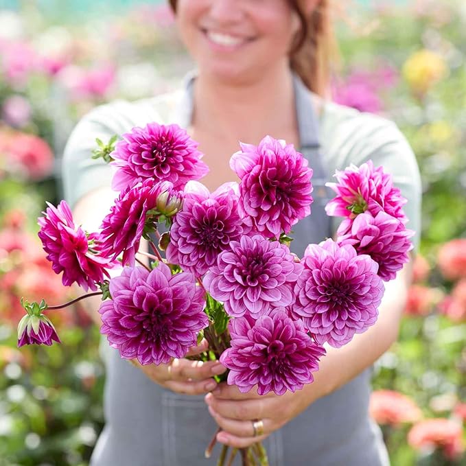 Eden Brothers Dahlia Bulbs (Decorative) - Blue Bell, Non-GMO Bulbs for Planting, 2 Bulbs | Low-Maintenance Flower Bulbs, Plant During Spring, Zones 8, 9, 10, 11