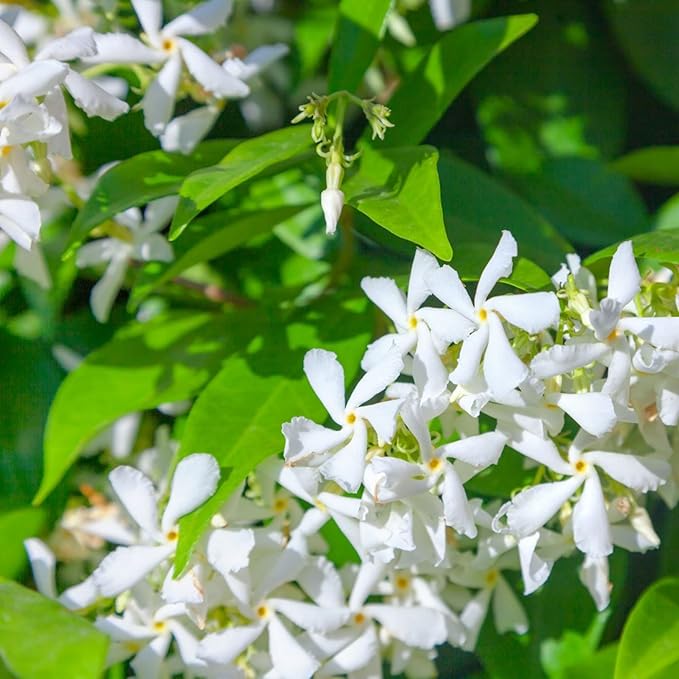150+ Climbing Jasmine Flower Seeds for Planting Fragrant Plant Seeds Non-GMO Garden Home Jasmine Climbing Flower