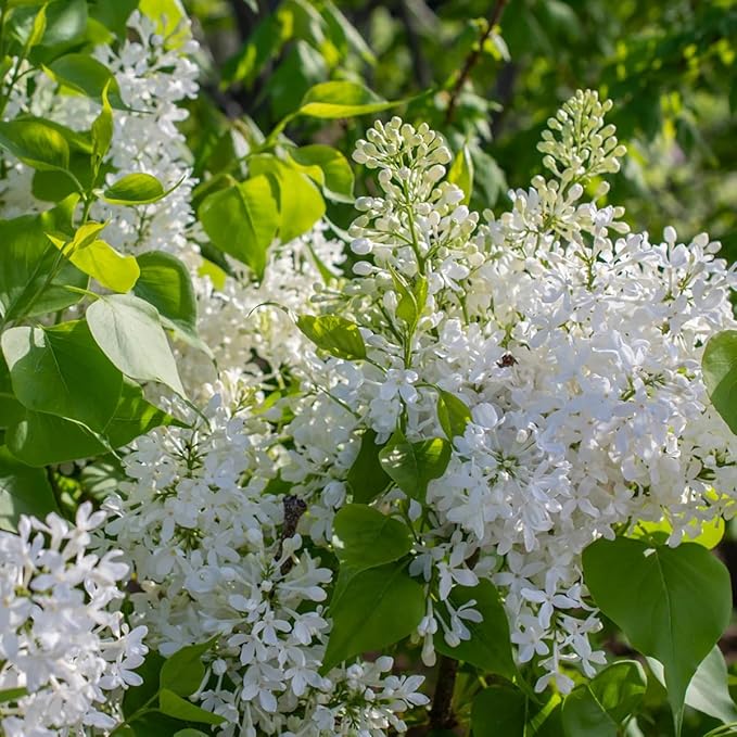 Mixed Lilac Seeds for Planting - 200 Non-GMO Miniature Lilac Bushes Ready to Plant Fragrant Flowers Perennial Bush Plants