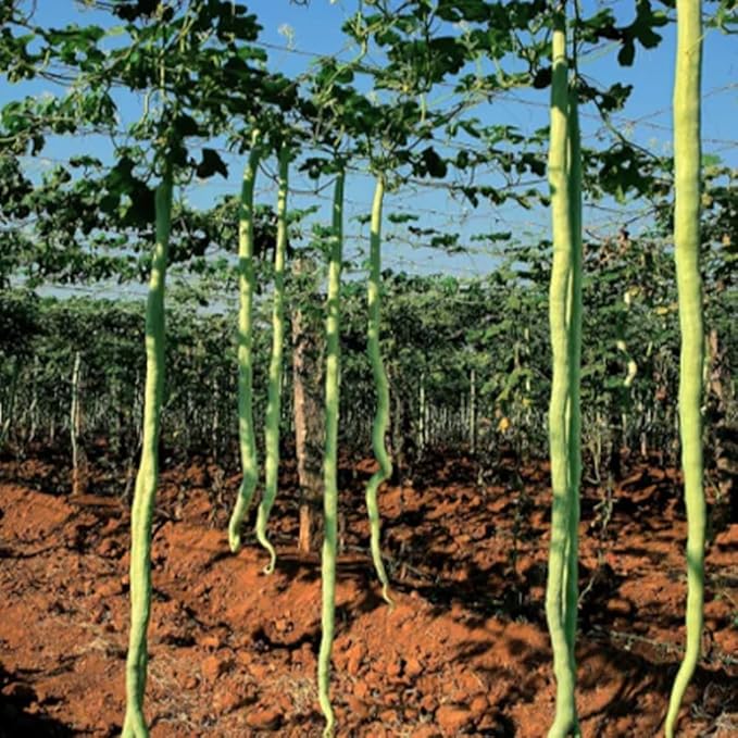 20+ Long Snake Gourd Seeds White Green for Planting,Serpent Gourd Seeds Exotic Non-GMO Heirloom,Tropical Vegetable Seed Climbing Fast Growing for Home Outdoor