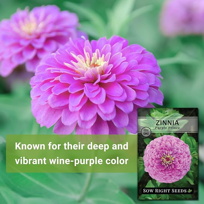 Sow Right Seeds - Luminosa Zinnia Flower Seeds for Planting - Non-GMO Heirloom Packet with Instructions to Grow - Heat & Drought Resistant - Huge Pink Blossoms - Beautiful to Plant in Your Garden (4)