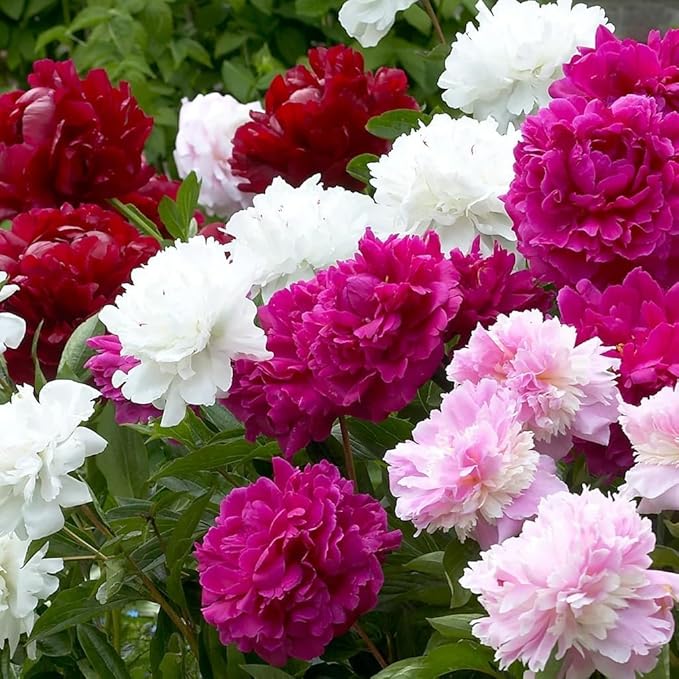 Rare Peony Seeds for Planting - 100+ Peony Seeds Heirloom Seeds Beautiful Flower Seeds Home Garden Bonsai