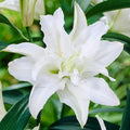 Easy to Grow Lilium Oriental Lily 'Polar White Star' Plant Bulbs (3 Pack) - White Fragrant Double-Flowering Blooms in Summer Gardens
