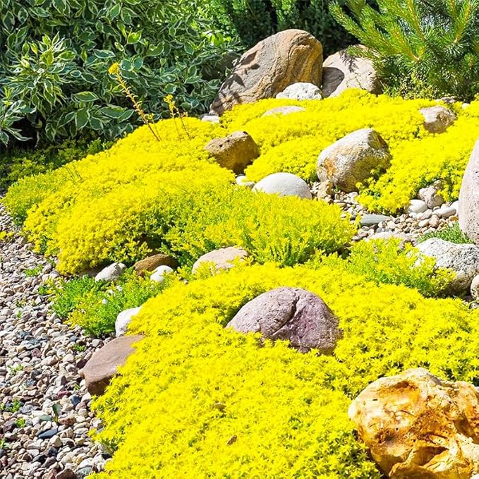 5200+ Mixed Creeping Thyme Seeds for Outdoor Planting - Perennial Ground Cover Flowers, Thymus serpyllum, Fast-Growing & Drought-Tolerant, Ideal for Large Gardens & Container