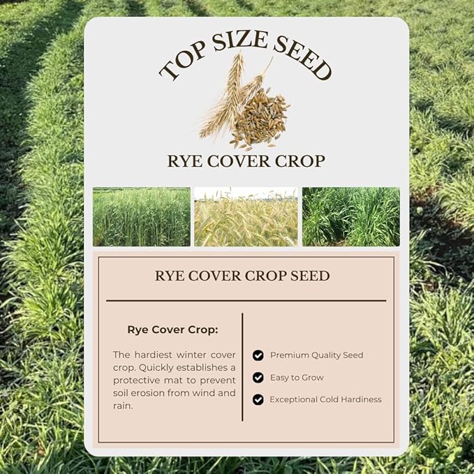 Rye Grass Seeds 2 lb Bag, Rye Seeds for Planting, Quick Growing Rye Cover Crop for Lawns, Gardens