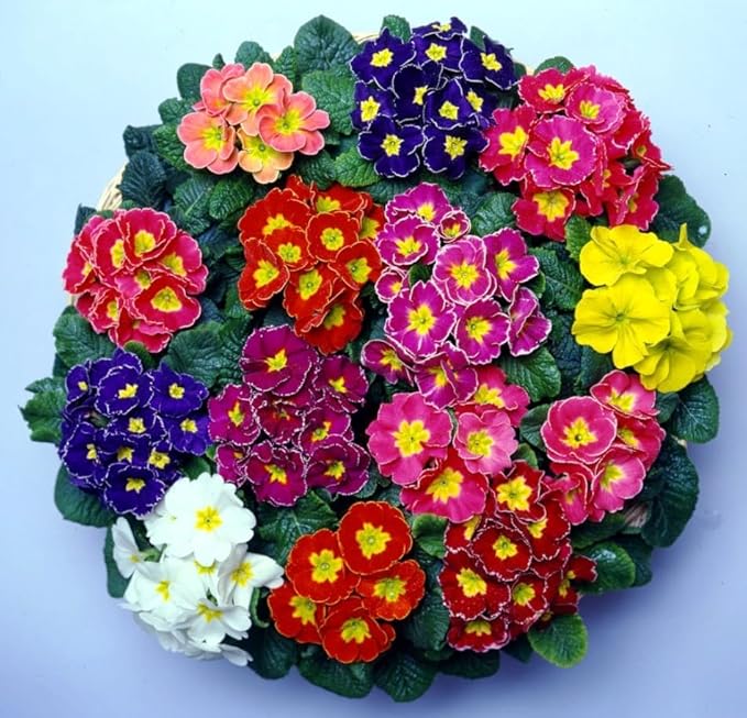Primrose Garden Mix Seeds – Perennial Flower (Primula spp.) | Early Spring Blooms, Vibrant Color Variety for Shade Gardens