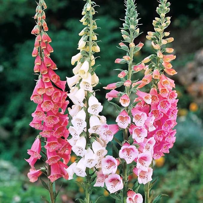 Foxglove Purple Mix Seeds – Digitalis Purpurea | Biennial/Perennial | Stunning Purple Blooms for Cottage Gardens & Borders